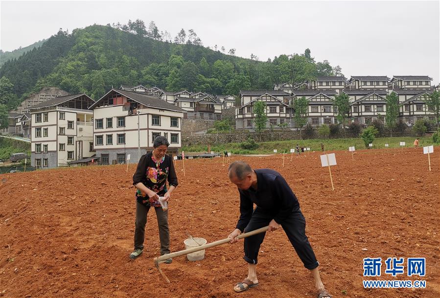 （決戰(zhàn)決勝脫貧攻堅&middot;圖文互動）（1）一分菜園穩(wěn)&ldquo;心遷&rdquo;