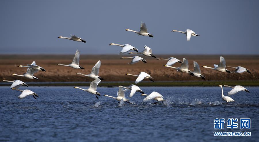 （新華全媒頭條&middot;圖文互動(dòng)）（10）大湖新歌&mdash;&mdash;我國(guó)兩大淡水湖全面生態(tài)修復(fù)進(jìn)行時(shí)