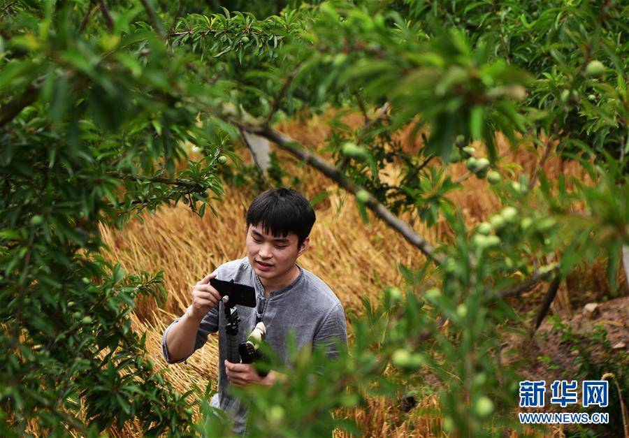 （新華全媒頭條&middot;圖文互動(dòng)）（4）待到滿(mǎn)山紅葉時(shí)&mdash;&mdash;三峽重慶庫(kù)區(qū)踐行新發(fā)展理念面面觀