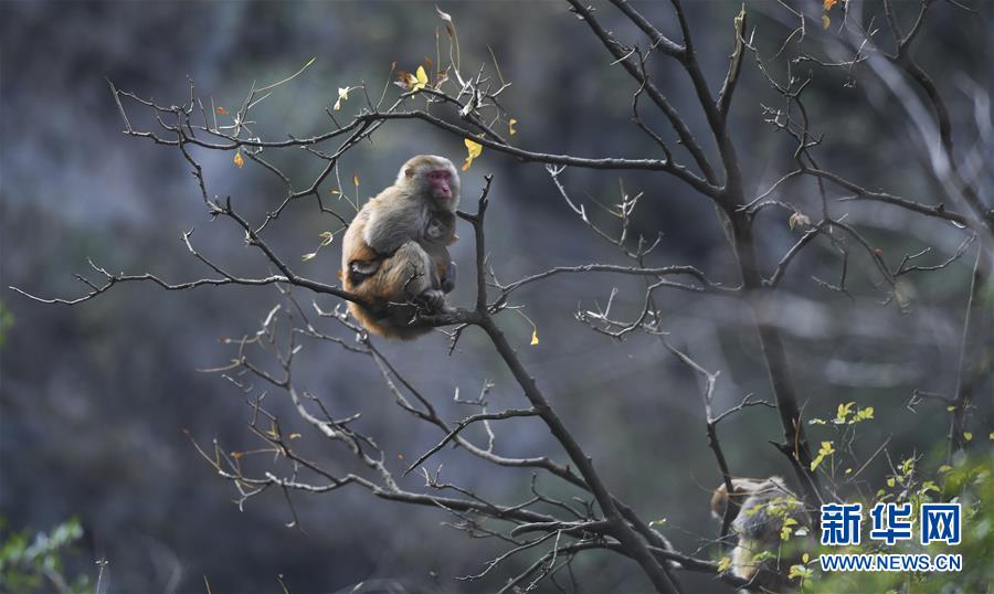 （新華全媒頭條&middot;圖文互動(dòng)）（9）待到滿(mǎn)山紅葉時(shí)&mdash;&mdash;三峽重慶庫(kù)區(qū)踐行新發(fā)展理念面面觀