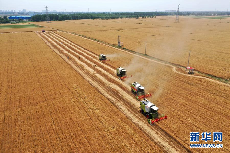 (新華全媒頭條·圖文互動)(4)庚子之豐——2020年河南夏糧豐收圖景