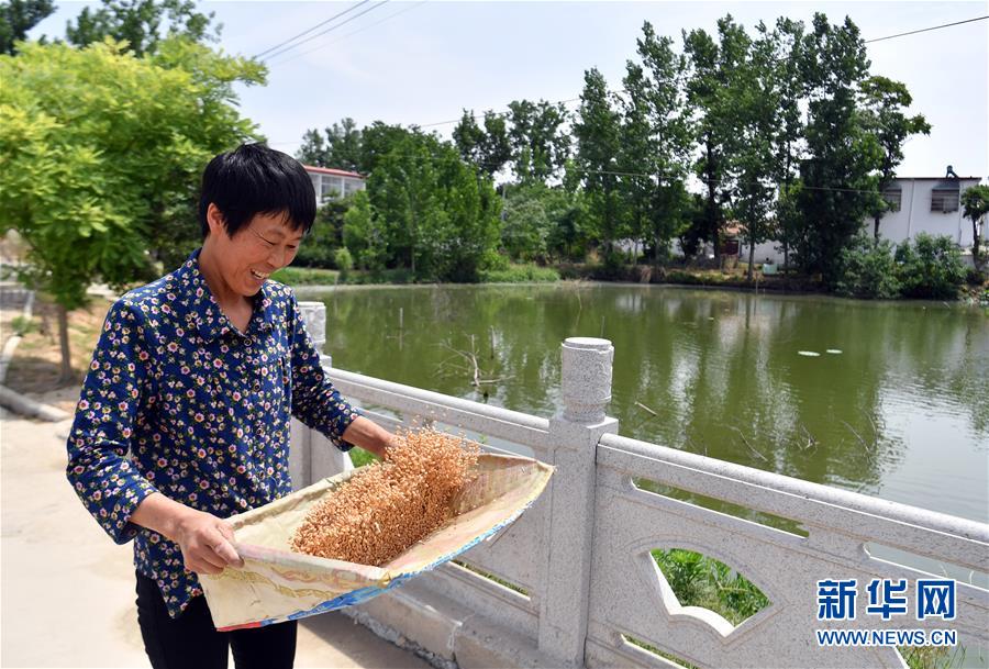 （關(guān)注三夏&middot;圖文互動）（2）2020 豐收的心情