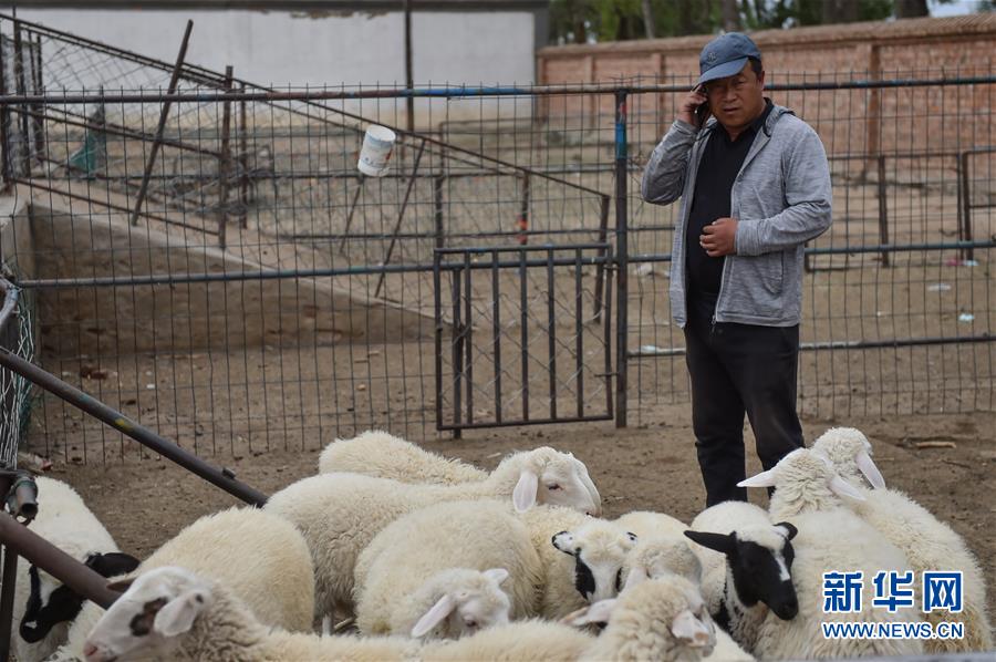 （決戰(zhàn)決勝脫貧攻堅&middot;圖文互動）（1）&ldquo;活羊經紀人&rdquo;老白