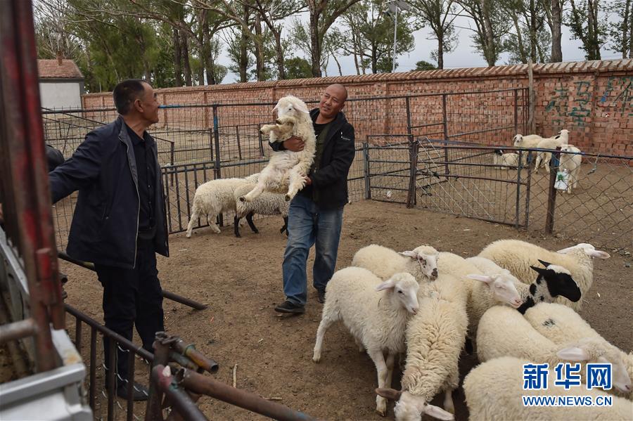 （決戰(zhàn)決勝脫貧攻堅&middot;圖文互動）（2）&ldquo;活羊經紀人&rdquo;老白