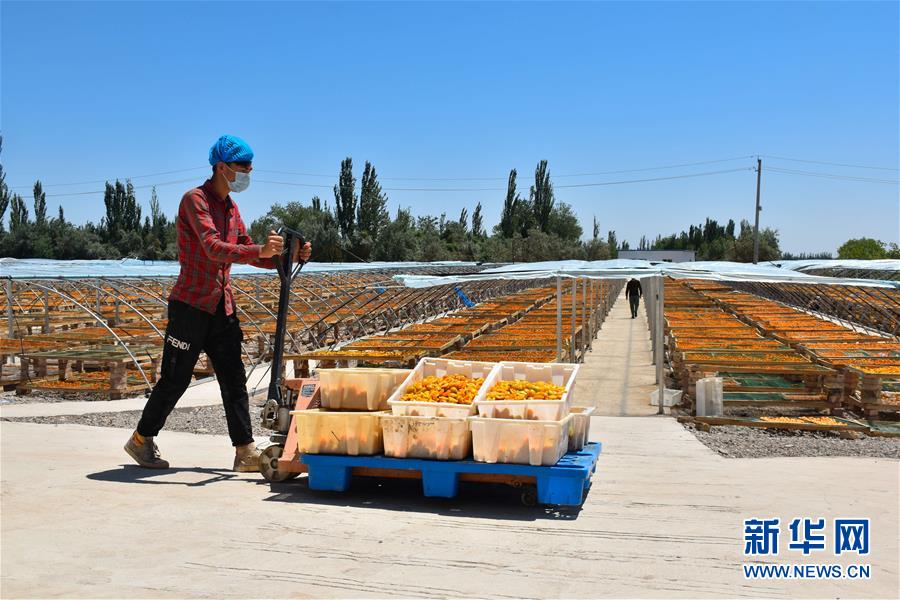 （決戰(zhàn)決勝脫貧攻堅(jiān)&middot;圖文互動）（4）新疆&ldquo;杏鄉(xiāng)&rdquo;：杏果飄香 走出深閨助脫貧