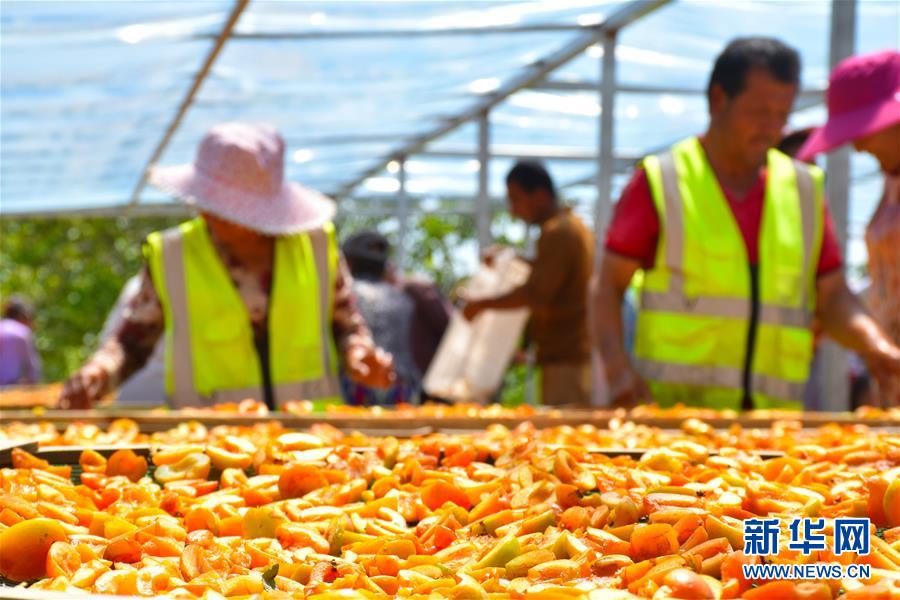 （決戰(zhàn)決勝脫貧攻堅(jiān)&middot;圖文互動）（5）新疆&ldquo;杏鄉(xiāng)&rdquo;：杏果飄香 走出深閨助脫貧