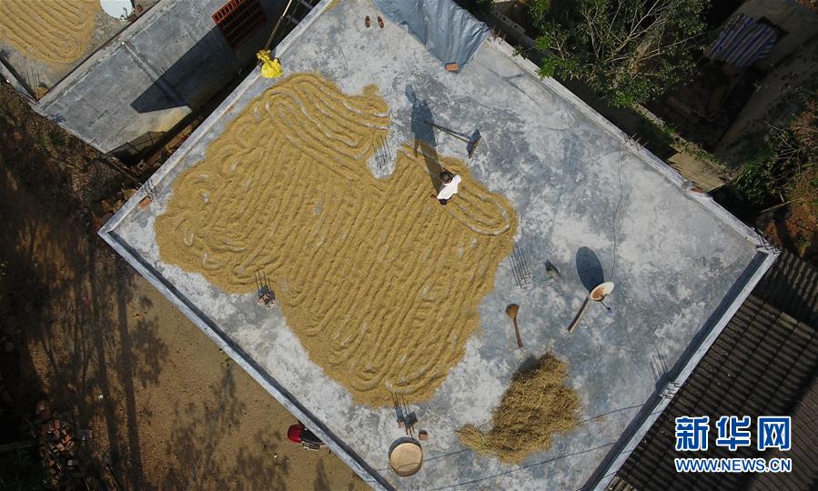 （走向我們的小康生活&middot;圖文互動）（3）黎苗山鄉(xiāng)種養(yǎng)&ldquo;老行當&rdquo;擦亮&ldquo;綠色牌&rdquo;