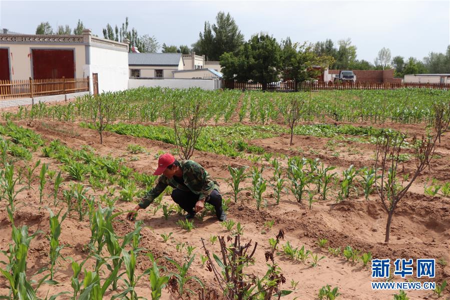 （鄉(xiāng)村振興&middot;圖文互動）（1）內(nèi)蒙古伊金霍洛旗：自家生豬基地養(yǎng) 環(huán)境好來收入旺