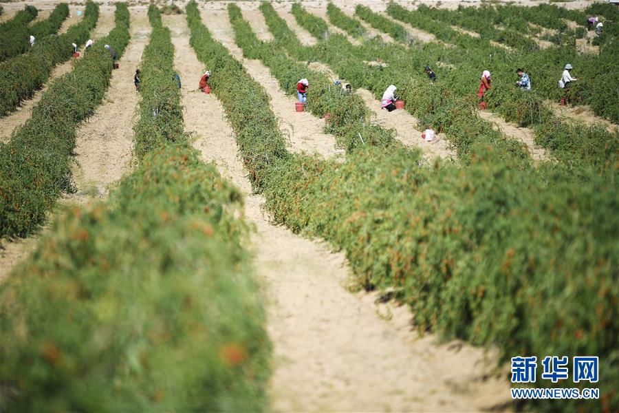 （新華全媒頭條&middot;走向我們的小康生活&middot;圖文互動(dòng)）（7）23萬人的命運(yùn)轉(zhuǎn)折&mdash;&mdash;我國最大易地生態(tài)移民安置區(qū)的脫貧密碼