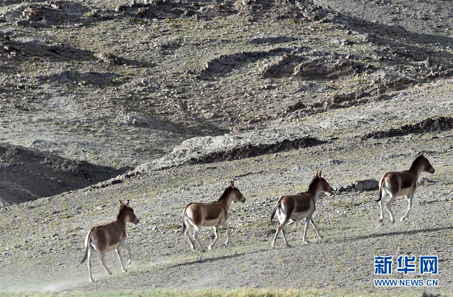 （在習近平新時代中國特色社會主義思想指引下&mdash;&mdash;新時代新作為新篇章&middot;習近平總書記關(guān)切事&middot;圖文互動）（1）綠色映底蘊，山水見初心&mdash;&mdash;生態(tài)優(yōu)先、綠色發(fā)展持續(xù)造福群眾美好生活