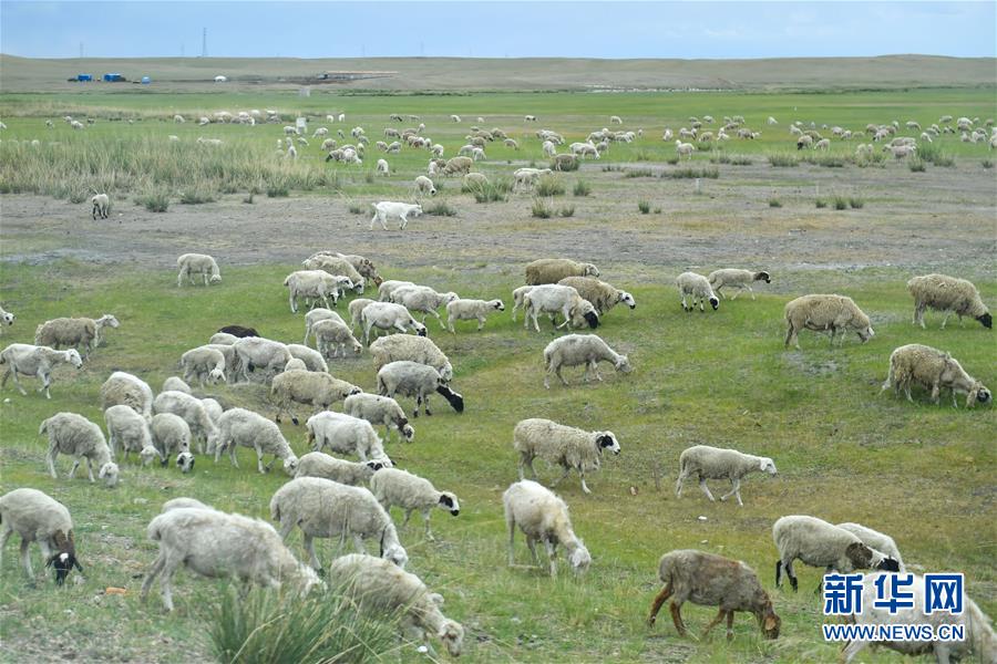 （走向我們的小康生活&middot;圖文互動）（1）草原有了網(wǎng)，手機能放羊&mdash;&mdash;看呼倫貝爾大草原牧民生活變了樣 