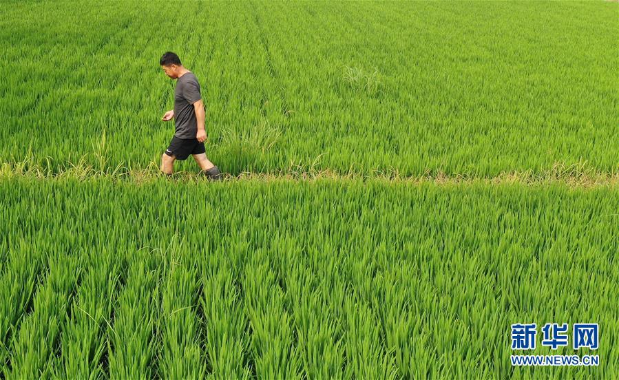 （新華全媒頭條&middot;走向我們的小康生活&middot;圖文互動(dòng)）（7）&ldquo;南大荒&rdquo;變&ldquo;稻蟹鄉(xiāng)&rdquo;&mdash;&mdash;資源枯竭型城市盤錦的鄉(xiāng)村振興之路