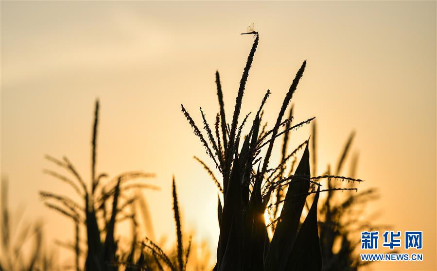 （在習(xí)近平新時代中國特色社會主義思想指引下&mdash;&mdash;新時代新作為新篇章&middot;習(xí)近平總書記關(guān)切事&middot;圖文互動）（1）為黑土加&ldquo;油&rdquo;&mdash;&mdash;&ldquo;耕地中的大熊貓&rdquo;，我們這樣保護