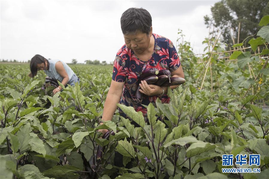 （決戰(zhàn)決勝脫貧攻堅&middot;圖文互動）（1）幸福村的幸福&ldquo;菜&rdquo;事