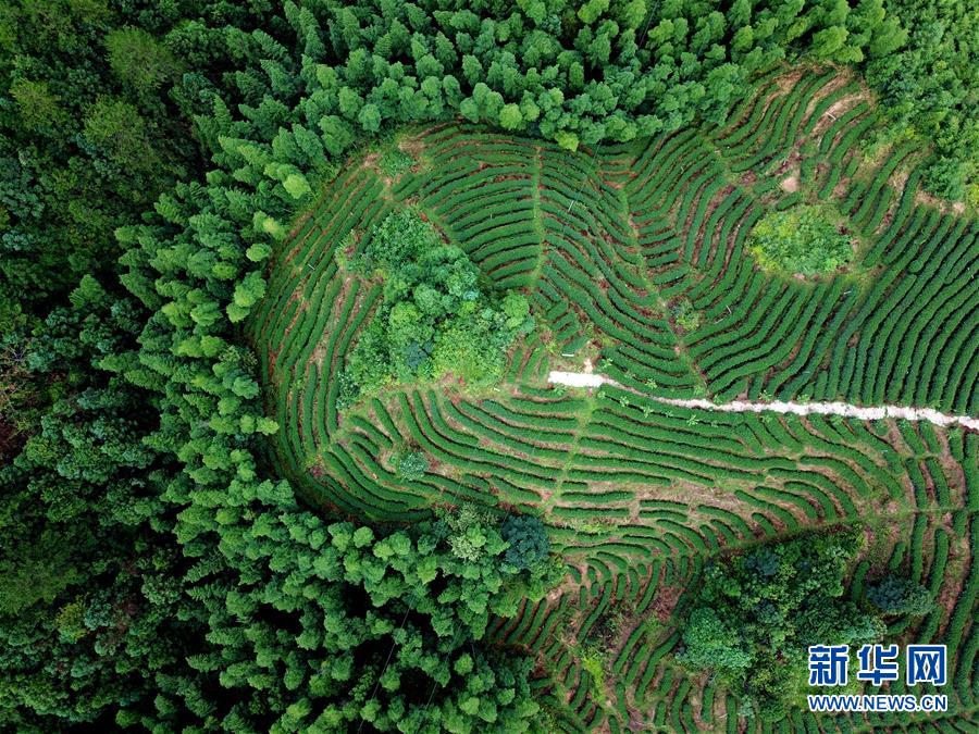 （走向我們的小康生活&middot;圖文互動(dòng)）（1）&ldquo;紅土地&rdquo;越來越紅火&mdash;&mdash;福建老區(qū)蘇區(qū)發(fā)展新貌掠影