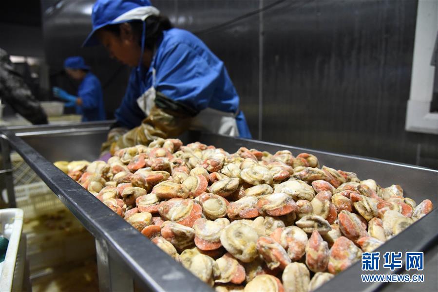 （走向我們的小康生活&middot;圖文互動(dòng)）（1）長(zhǎng)島漁民的扇貝喜事：從請(qǐng)客求人買(mǎi)到供不應(yīng)求