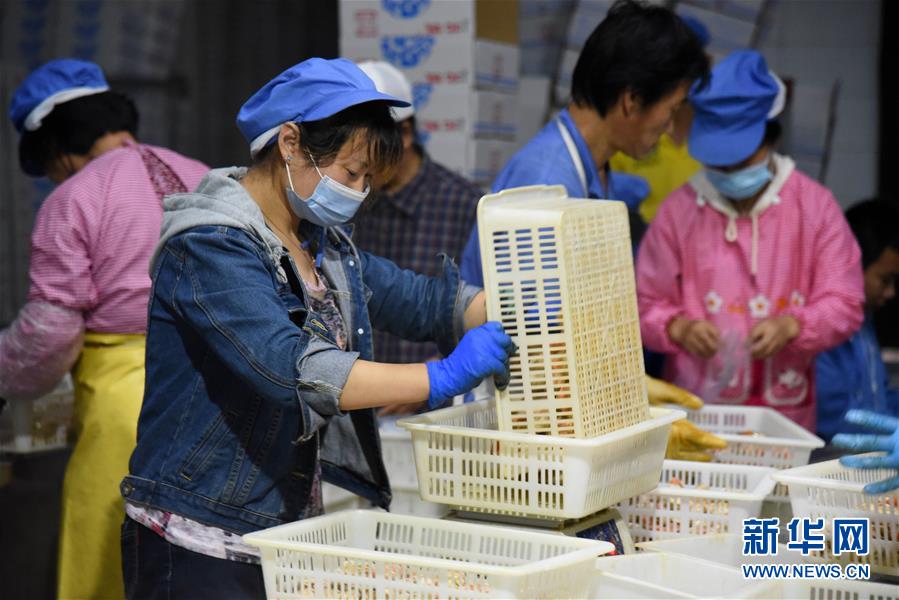 （走向我們的小康生活&middot;圖文互動(dòng)）（6）長(zhǎng)島漁民的扇貝喜事：從請(qǐng)客求人買(mǎi)到供不應(yīng)求