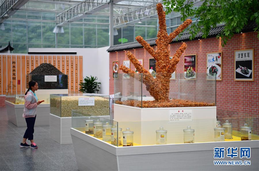 （新華全媒頭條&middot;走向我們的小康生活&middot;圖文互動(dòng)）（4）蹚出綠色小康路&mdash;&mdash;陜南秦巴山區(qū)的脫貧答卷