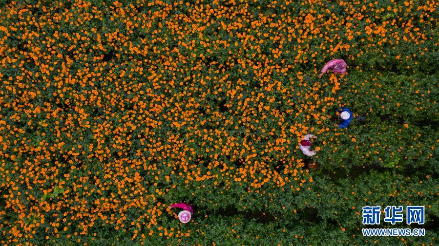 （圖文互動(dòng)）（2）幸?；ㄩ_(kāi)&mdash;&mdash;高黎貢山下&ldquo;萬(wàn)畝花海&rdquo;帶富美麗鄉(xiāng)村