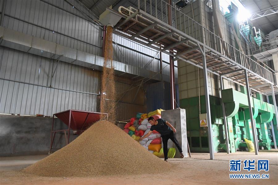 （新華視點&middot;聚焦餐桌外的浪費&middot;圖文互動）（1）農戶儲糧損失達8%！設施普遍簡陋，蟲害霉變堪憂