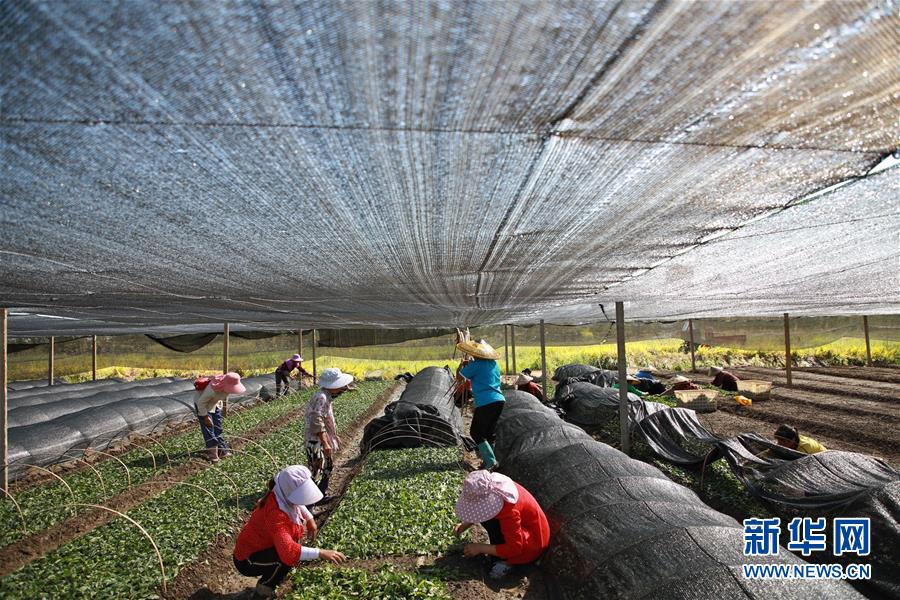 （新華全媒頭條&middot;決戰(zhàn)決勝脫貧攻堅(jiān)&middot;督戰(zhàn)未摘帽貧困縣&middot;圖文互動(dòng)）（7）不獲全勝，決不收兵&mdash;&mdash;全國(guó)52個(gè)掛牌督戰(zhàn)貧困縣脫貧攻堅(jiān)紀(jì)實(shí)