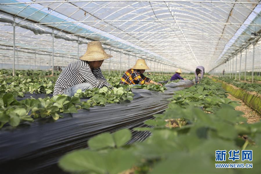 （新華全媒頭條&middot;決戰(zhàn)決勝脫貧攻堅(jiān)&middot;督戰(zhàn)未摘帽貧困縣&middot;圖文互動(dòng)）（12）不獲全勝，決不收兵&mdash;&mdash;全國(guó)52個(gè)掛牌督戰(zhàn)貧困縣脫貧攻堅(jiān)紀(jì)實(shí)