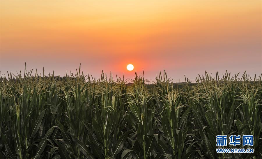 （新華全媒頭條&middot;圖文互動(dòng)）（2）為現(xiàn)代農(nóng)業(yè)探新路&mdash;&mdash;來(lái)自吉林梨樹(shù)的田野報(bào)告