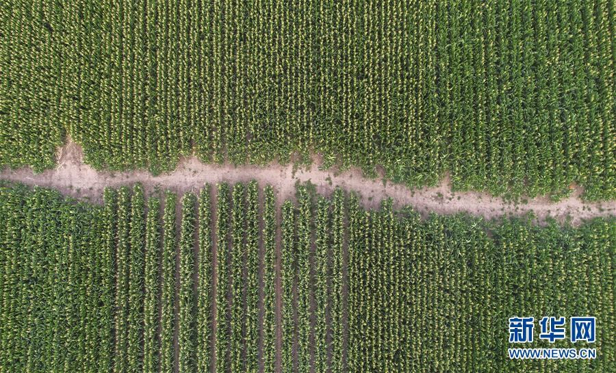 （新華全媒頭條&middot;圖文互動(dòng)）（4）為現(xiàn)代農(nóng)業(yè)探新路&mdash;&mdash;來(lái)自吉林梨樹(shù)的田野報(bào)告