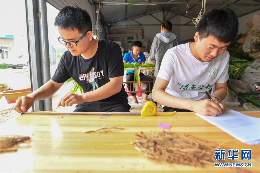 （新華全媒頭條&middot;圖文互動(dòng)）（8）為現(xiàn)代農(nóng)業(yè)探新路&mdash;&mdash;來(lái)自吉林梨樹(shù)的田野報(bào)告