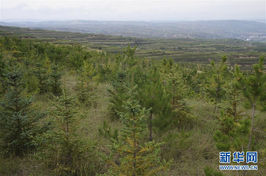 （決戰(zhàn)決勝脫貧攻堅&middot;圖文互動）（1）甘肅定西黃土高坡上，有片&ldquo;福州林&rdquo;