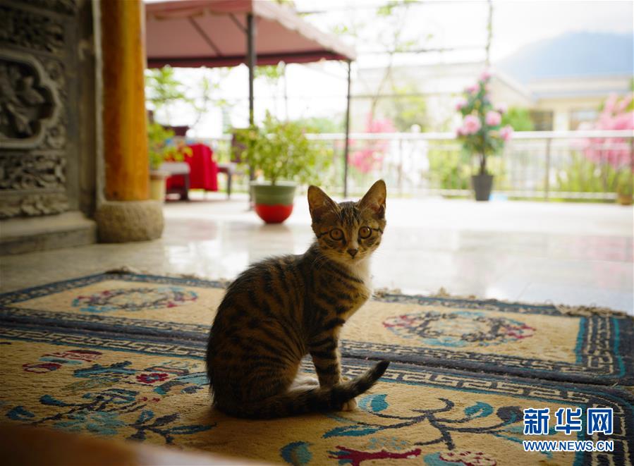 （走向我們的小康生活&middot;決戰(zhàn)決勝脫貧攻堅&middot;圖文互動）（3）甘青交界處的跨越&mdash;&mdash;保安族、撒拉族的脫貧故事