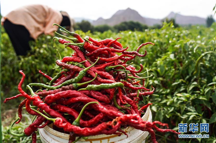 （走向我們的小康生活&middot;決戰(zhàn)決勝脫貧攻堅&middot;圖文互動）（8）甘青交界處的跨越&mdash;&mdash;保安族、撒拉族的脫貧故事 