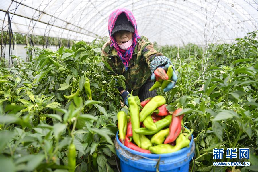 （新華全媒頭條&middot;走向我們的小康生活&middot;圖文互動）（10）黑土地上是我家&mdash;&mdash;在吉林，一瞥中國東北鄉(xiāng)村美麗未來