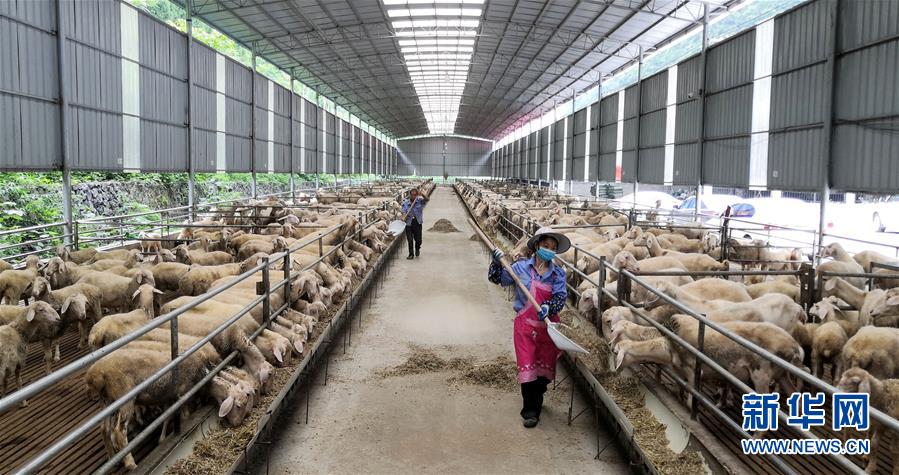 （決戰(zhàn)決勝脫貧攻堅(jiān)&middot;圖文互動(dòng)）（5）同飲一江水 攜手&ldquo;斬窮根&rdquo;&mdash;&mdash;深圳對(duì)口廣西河池、百色扶貧協(xié)作見(jiàn)聞