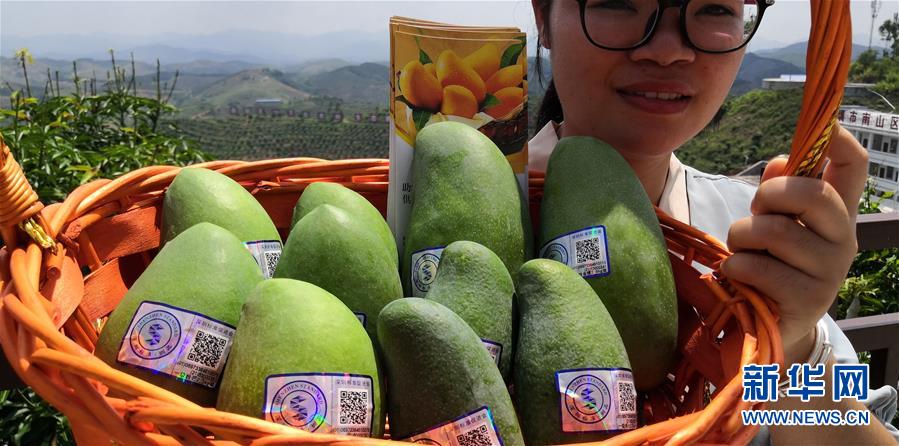 （決戰(zhàn)決勝脫貧攻堅(jiān)&middot;圖文互動(dòng)）（7）同飲一江水 攜手&ldquo;斬窮根&rdquo;&mdash;&mdash;深圳對(duì)口廣西河池、百色扶貧協(xié)作見(jiàn)聞