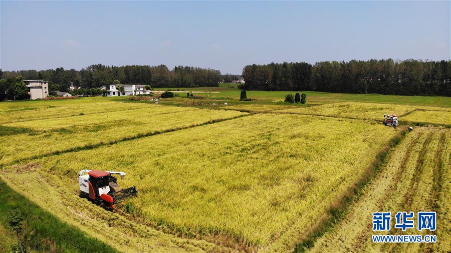 （新華全媒頭條&middot;圖文互動(dòng)）（11）天道酬勤的大地贊歌&mdash;&mdash;寫(xiě)在第三個(gè)中國(guó)農(nóng)民豐收節(jié)之際