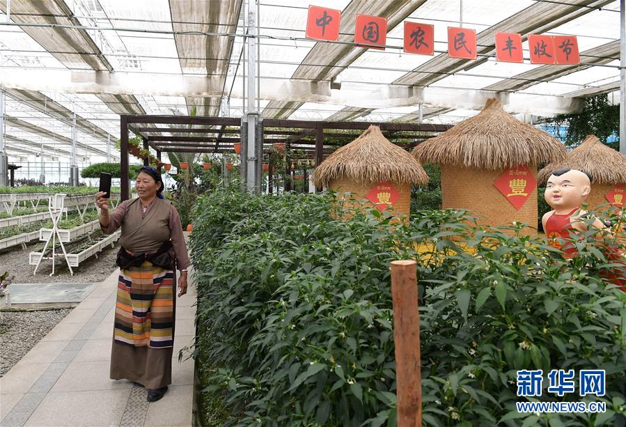 （走向我們的小康生活&middot;決戰(zhàn)決勝脫貧攻堅(jiān)&middot;圖文互動(dòng)）（3）高原喜見(jiàn)&ldquo;壽光綠&rdquo;&mdash;&mdash;&ldquo;世界屋脊&rdquo;上的蔬菜發(fā)展奇跡