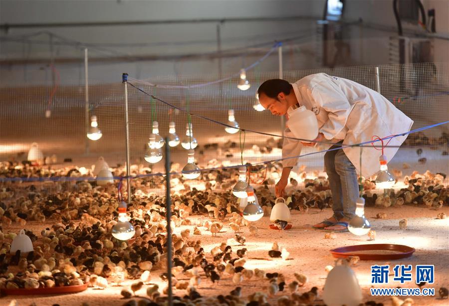 （新華全媒頭條&middot;圖文互動）（9）決戰(zhàn)千山萬弄間&mdash;&mdash;廣西&ldquo;極貧角落&rdquo;最后攻堅記