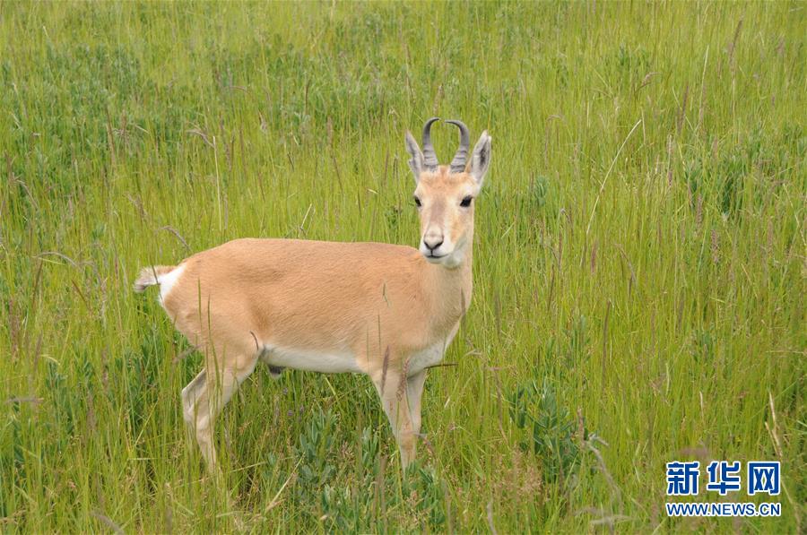 （新華全媒頭條&middot;圖文互動(dòng)）（11）大湖見證 &mdash;&mdash;持續(xù)保護(hù)讓青海湖生態(tài)華麗&ldquo;蝶變&rdquo;