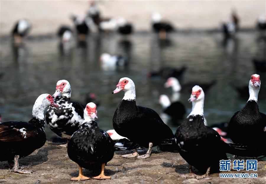 （決戰(zhàn)決勝脫貧攻堅&middot;圖文互動）（6）17代人追逐的夢想實現(xiàn)了&mdash;&mdash;記冀南平原劉秋口村變遷 