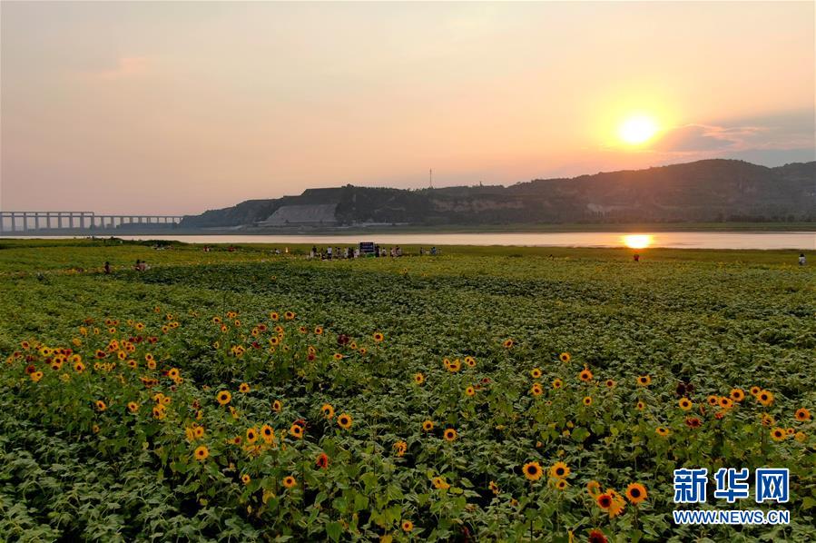 （新華全媒頭條&middot;圖文互動(dòng)）（12）從&ldquo;四亂&rdquo;突出到生態(tài)修復(fù) 黃河漸成中原&ldquo;綠飄帶&rdquo;