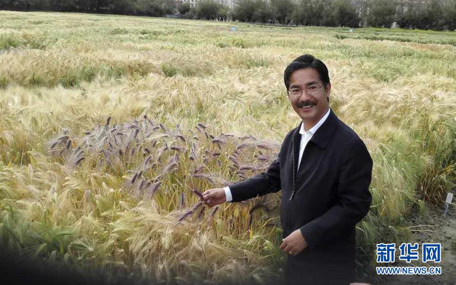 （新華全媒頭條&middot;圖文互動(dòng)）（3）愿做高原一粒種 化作金穗撒人間&mdash;&mdash;追記我國(guó)青稞研究專(zhuān)家尼瑪扎西