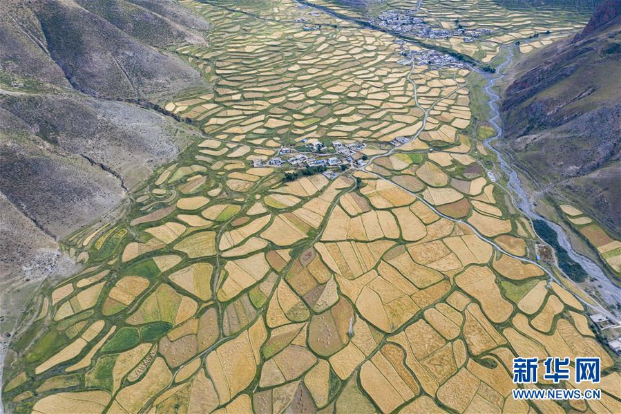 （新華全媒頭條&middot;圖文互動(dòng)）（9）愿做高原一粒種 化作金穗撒人間&mdash;&mdash;追記我國(guó)青稞研究專(zhuān)家尼瑪扎西