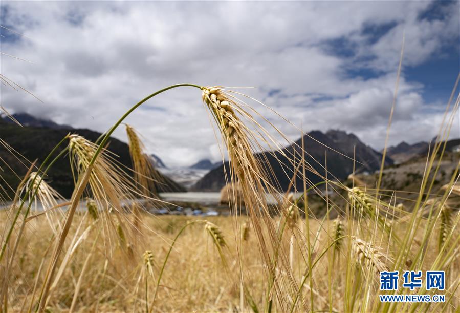 （新華全媒頭條&middot;圖文互動(dòng)）（10）愿做高原一粒種 化作金穗撒人間&mdash;&mdash;追記我國(guó)青稞研究專(zhuān)家尼瑪扎西