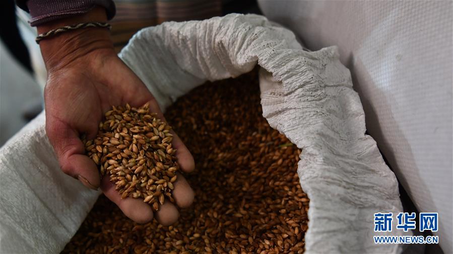 （新華全媒頭條&middot;圖文互動(dòng)）（11）愿做高原一粒種 化作金穗撒人間&mdash;&mdash;追記我國(guó)青稞研究專(zhuān)家尼瑪扎西