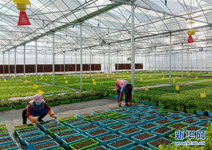 （在習(xí)近平新時(shí)代中國(guó)特色社會(huì)主義思想指引下&mdash;&mdash;新時(shí)代新作為新篇章&middot;習(xí)近平總書記關(guān)切事&middot;圖文互動(dòng)）（5）抗疫之下 保供無(wú)憂