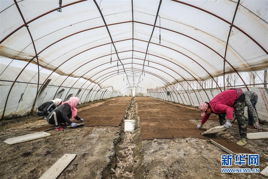 (在習(xí)近平新時代中國特色社會主義思想指引下——新時代新作為新篇章·習(xí)近平總書記關(guān)切事·圖文互動)(6)春耕忙 信心足——谷雨時節(jié)走馬東北直擊糧事