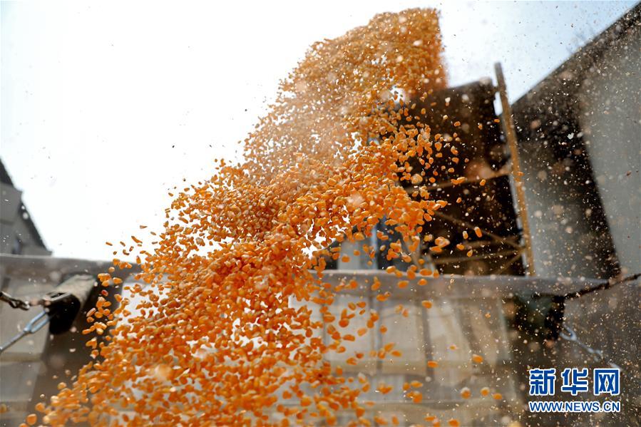 (在習(xí)近平新時代中國特色社會主義思想指引下——新時代新作為新篇章·習(xí)近平總書記關(guān)切事·圖文互動)(8)春耕忙 信心足——谷雨時節(jié)走馬東北直擊糧事