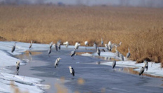 中國(guó)&ldquo;最北&rdquo;濕地迎來今年首批候鳥