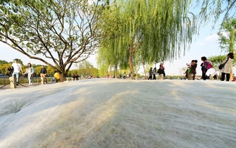 西湖白堤草坪穿&ldquo;棉衣&rdquo;